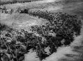 World War I 432 Military A4 Photo Print