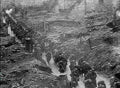 World War I 681 Military A4 Photo Print