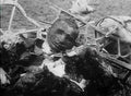 World War I 738 Military A4 Photo Print