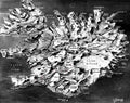 World War II 018 Military A4 Photo Print