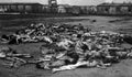 World War II 1087 Military A4 Photo Print