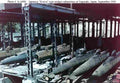 World War II 1504 Military A4 Photo Print