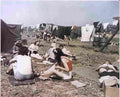 World War II 1883 Military A4 Photo Print