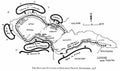 World War II 2202 Military A4 Photo Print