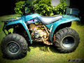 Yamaha Timberwolf 4x4 2000 6 motorbike A4 Photo Print