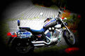 Yamaha XV 535 S Virago 1995 2 motorbike A4 Photo Print