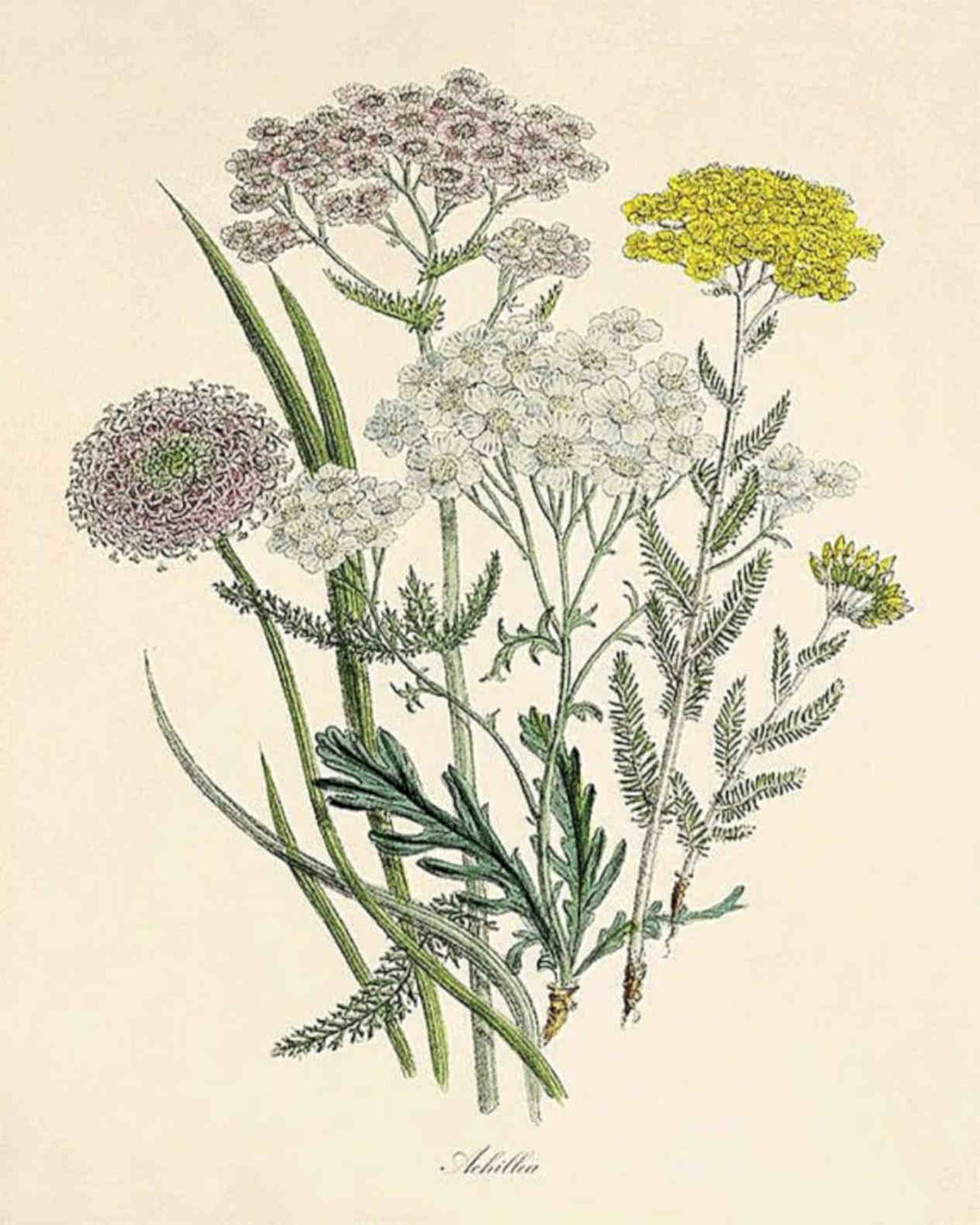 Yarrow Flower Heads Vintage Retro Advert Poster A4 Photo Print