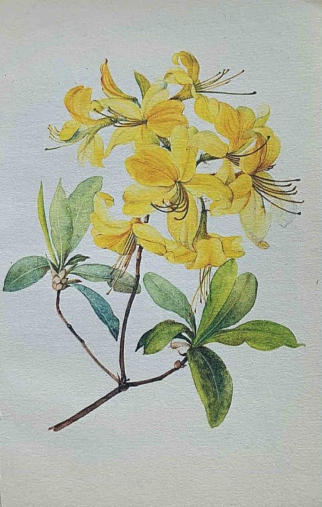 Yellow Azalea Bloom Vintage Retro Advert Poster A4 Photo Print