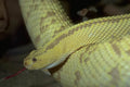 Yellow Banded Anaconda A4 Photo Print