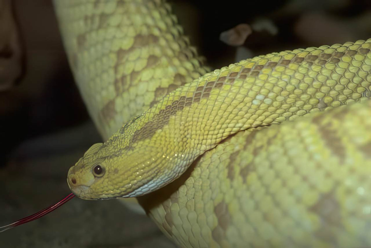 Yellow Banded Anaconda A4 Photo Print