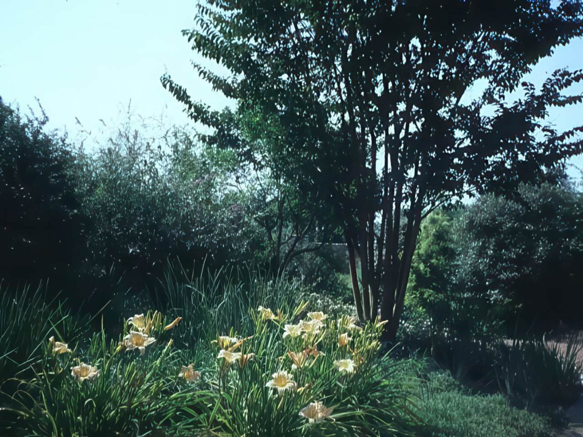 Yellow Daylilies Garden A4 Photo Print