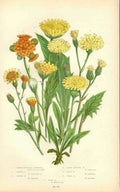 Yellow Flower Guide Vintage Retro Advert Poster A4 Photo Print