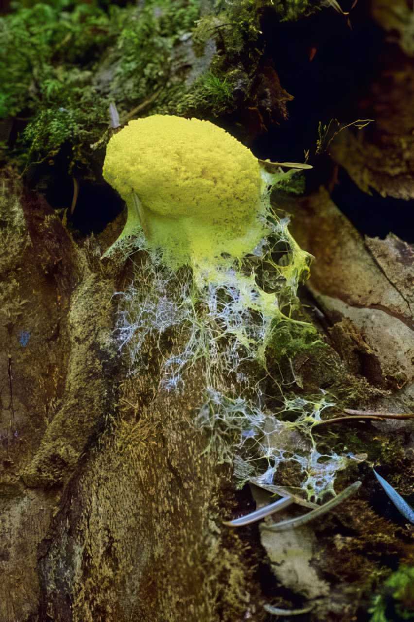 Yellow Fungus Tree A4 Photo Print