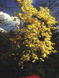 Yellow Trumpet Tree A4 Photo Print