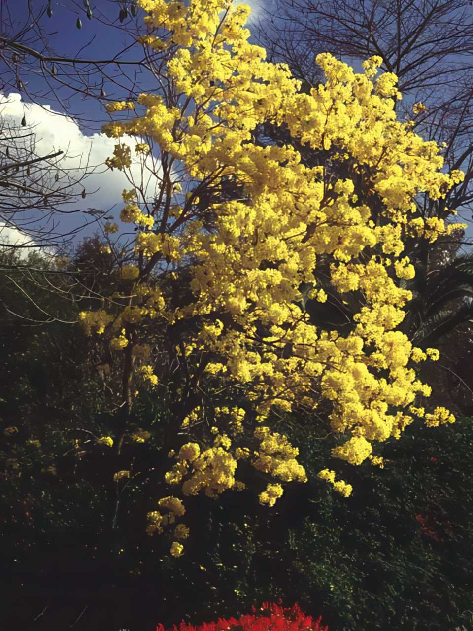 Yellow Trumpet Tree A4 Photo Print