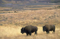 Yellowstone Bison Grassland A4 Photo Print