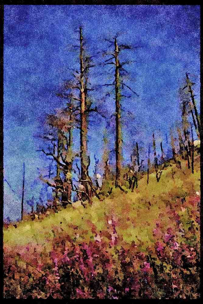 Yosemite USA 167044 Big Oak Flat Road 1990 Fire Site In 1993 A4 Limited Edition Watercolour Print
