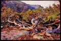 Yosemite USA 167046 Turtle back Dome A4 Limited Edition Watercolour Print