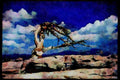 Yosemite USA 167048 Jeffery Pine On Sentinel Dome A4 Limited Edition Watercolour Print