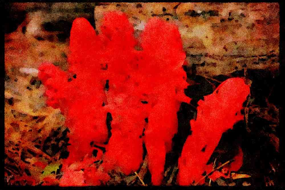Yosemite USA 167049 Little Yosemite Valley snowplant A4 Limited Edition Watercolour Print