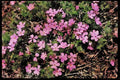Yosemite USA 167055 Wild Flowers On Half Dome Trail A4 Limited Edition Watercolour Print