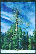 Yosemite USA 167059 Badger Pass A4 Limited Edition Watercolour Print