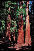 Yosemite USA 167065 Mariposa Grove Of Sequoia Trees A4 Limited Edition Watercolour Print