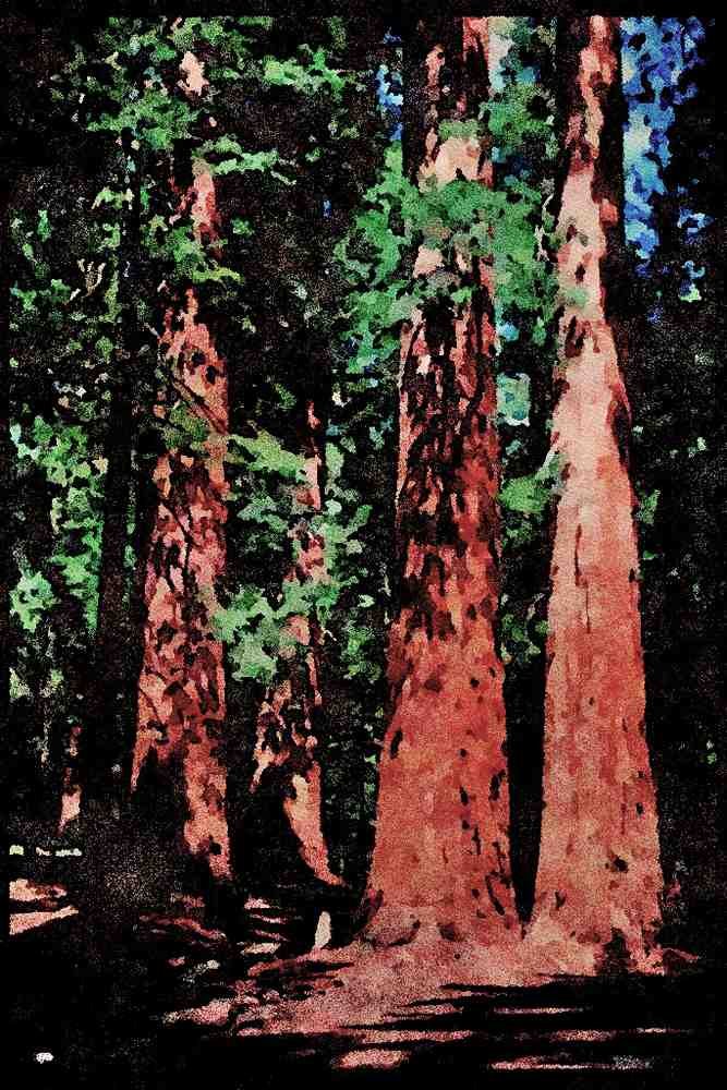 Yosemite USA 167065 Mariposa Grove Of Sequoia Trees A4 Limited Edition Watercolour Print