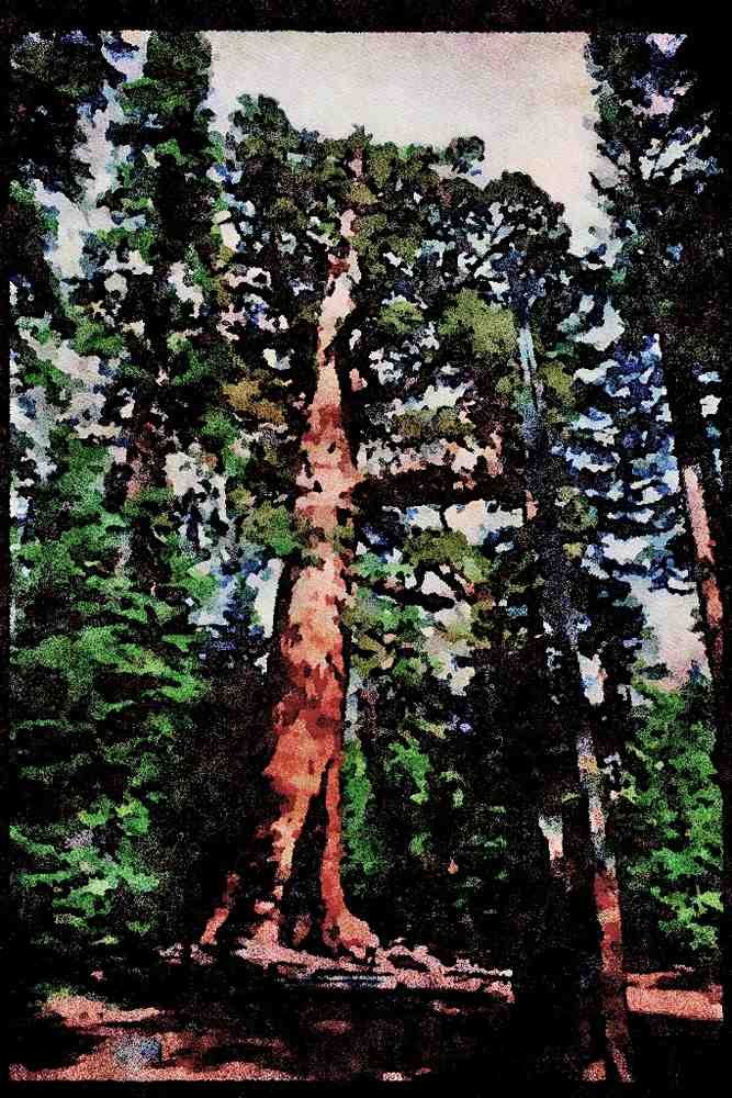 Yosemite USA 167067 Grizzly Giant In Mariposa Grove A4 Limited Edition Watercolour Print