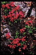 Yosemite USA 167071 Wild Flowers A4 Limited Edition Watercolour Print