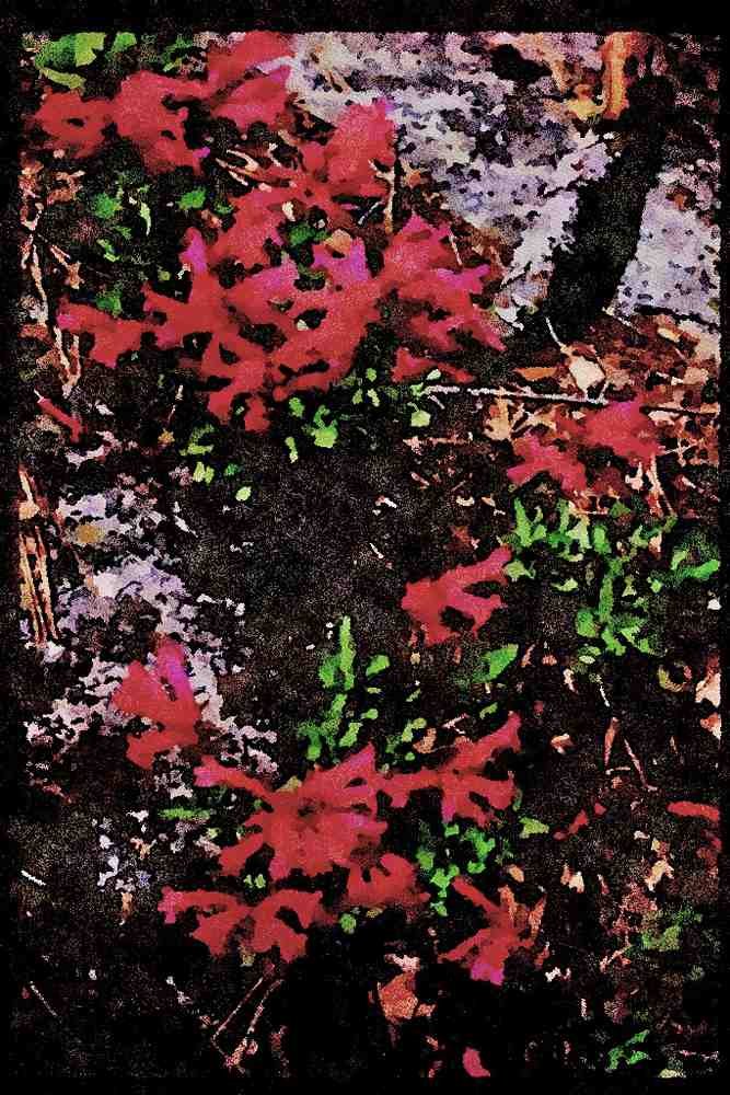 Yosemite USA 167071 Wild Flowers A4 Limited Edition Watercolour Print