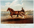 Young Fullerton Horse 001 Vintage A4 Photo Print
