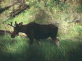 Young Male Moose A4 Photo Print