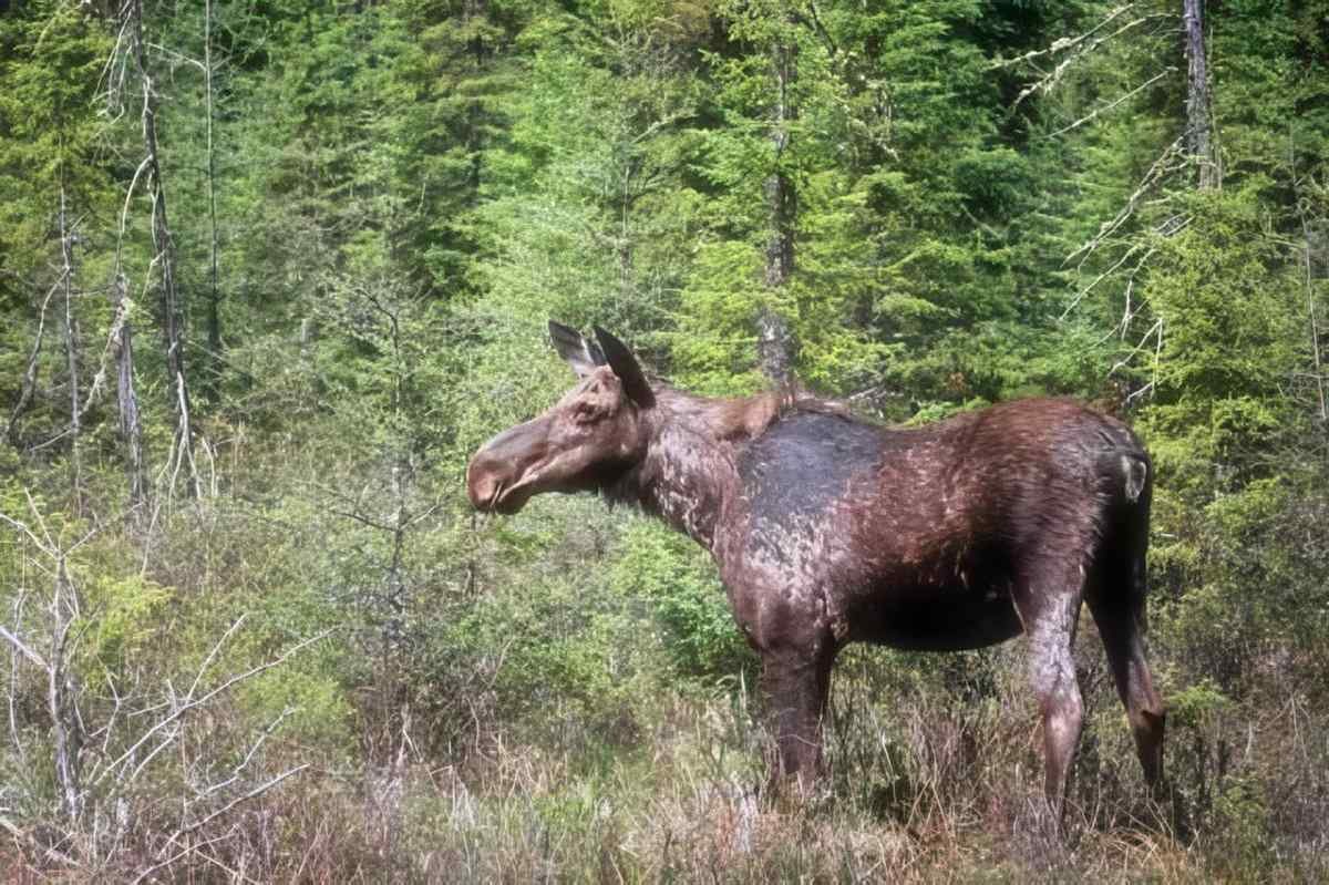 Young Moose Forest A4 Photo Print
