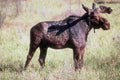 Young Moose Montana A4 Photo Print