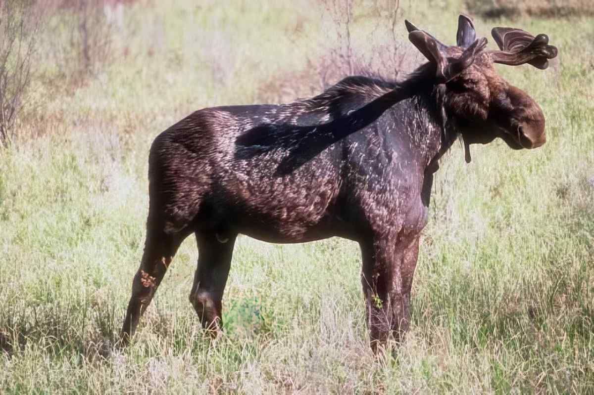 Young Moose Montana A4 Photo Print