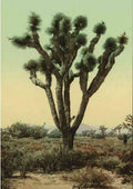 Yucca Cactus At Hesperia California 17906u A4 Photo Print