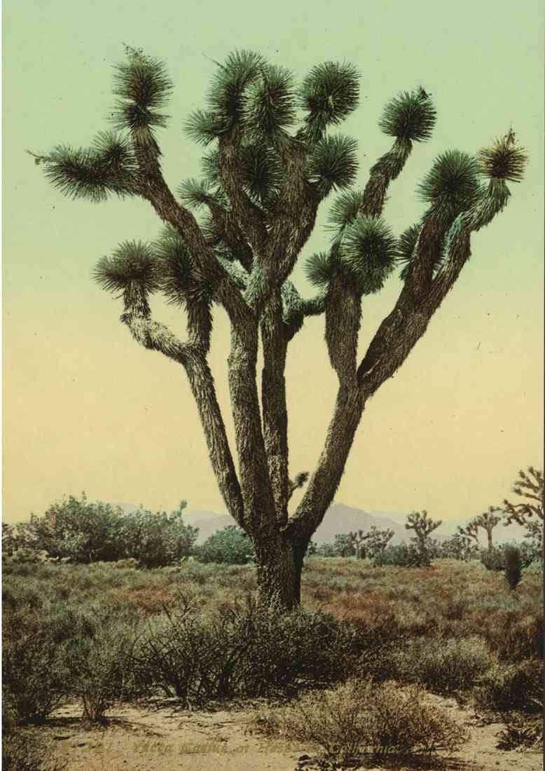 Yucca Cactus At Hesperia California 17906u A4 Photo Print