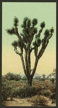Yucca cactus at Hesperia California Vintage A4 Photo Print