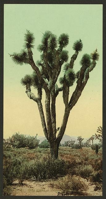 Yucca cactus at Hesperia California Vintage A4 Photo Print