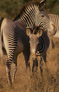 Zebra Foal Family A4 Photo Print