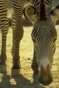 Zebra Head Grazing A4 Photo Print