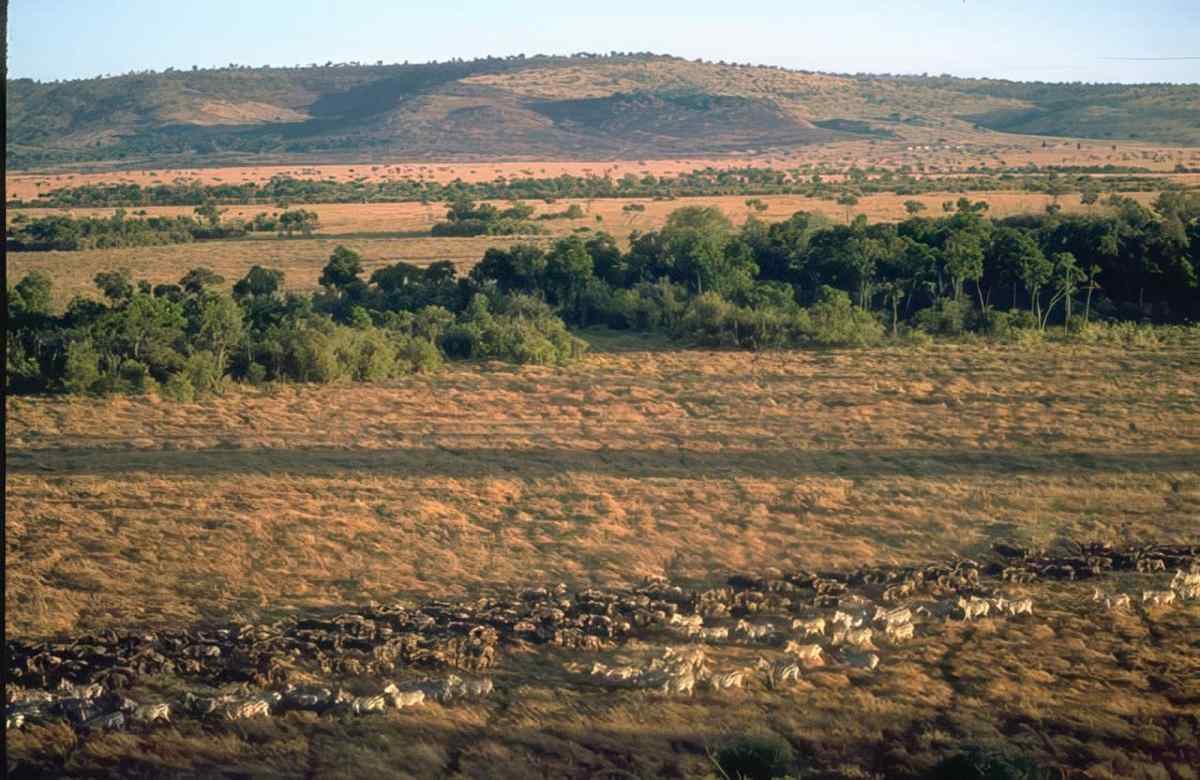 Zebra Savanna Hills A4 Photo Print