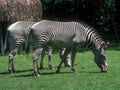 Zebras Habitat Grass A4 Photo Print