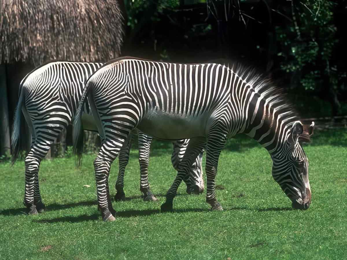 Zebras Habitat Grass A4 Photo Print