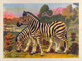 Zebras Savanna Lond Vintage Retro Advert Poster A4 Photo Print