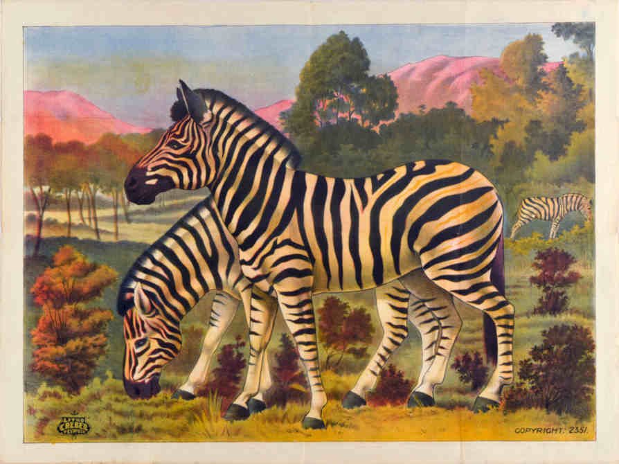 Zebras Savanna Lond Vintage Retro Advert Poster A4 Photo Print
