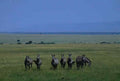 Zebras Serengeti Grassland A4 Photo Print
