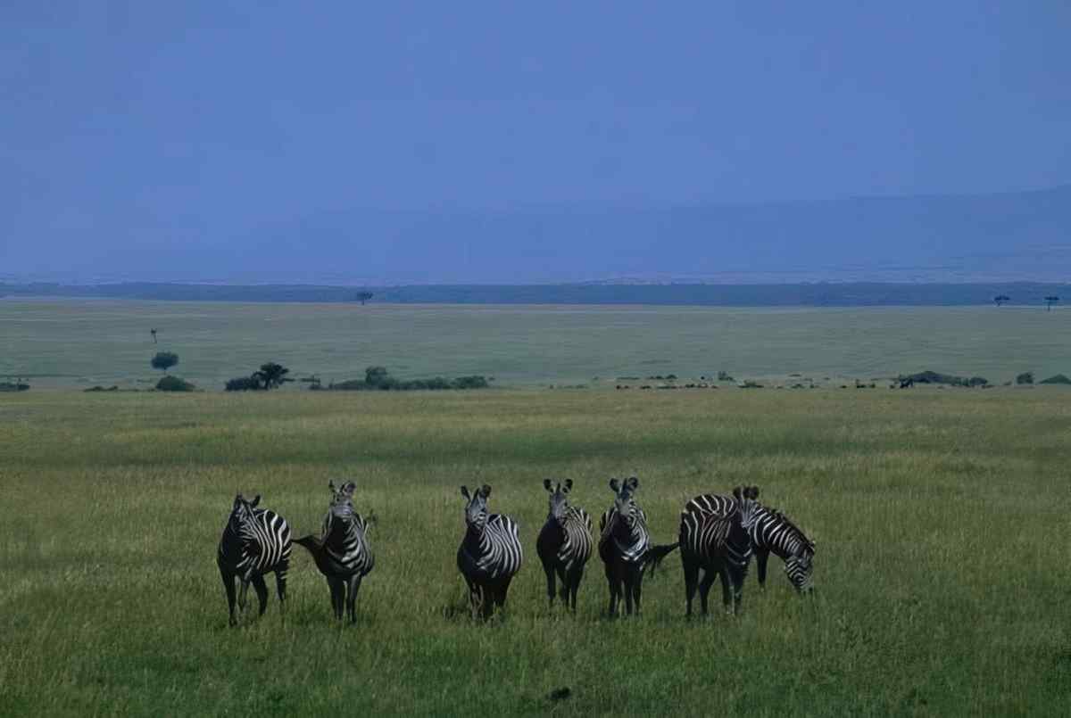Zebras Serengeti Grassland A4 Photo Print