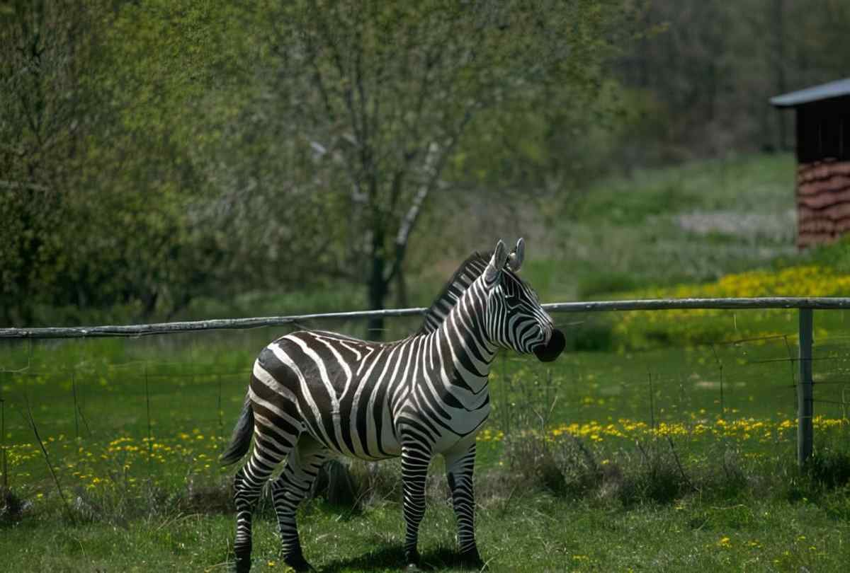 Zebras Wildflowers Fence A4 Photo Print